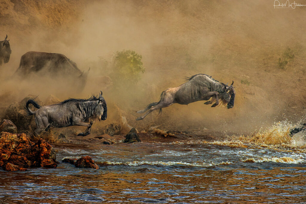 African Safari Tours