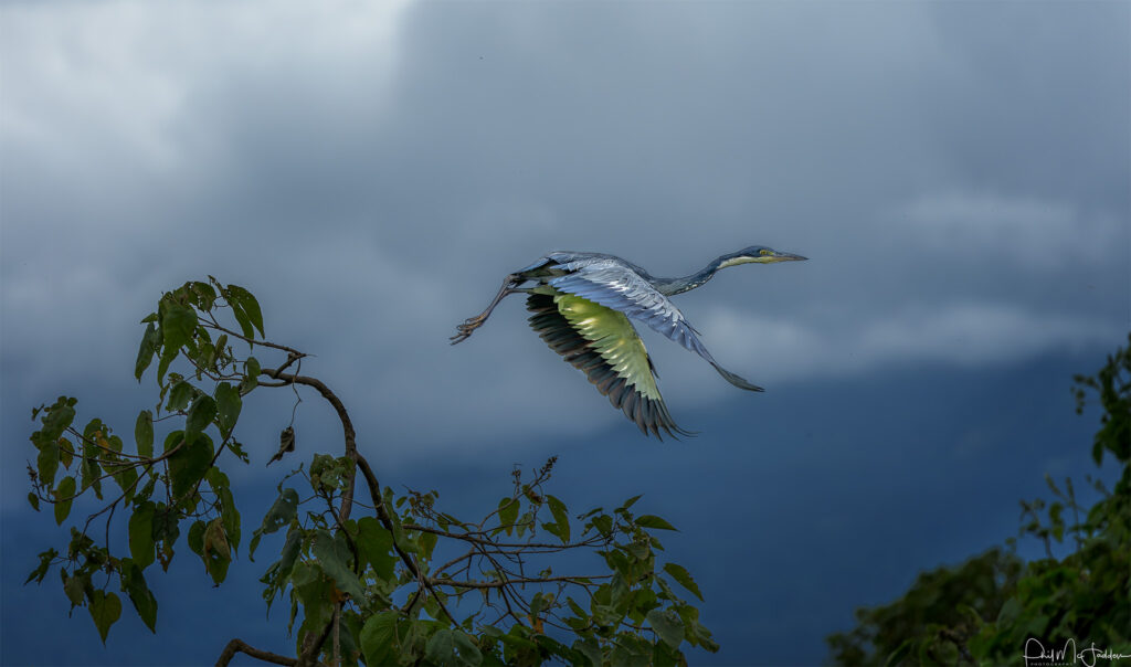 Tanzania Safari Tours
