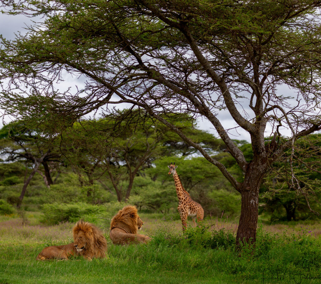 Arusha National Park Safari
