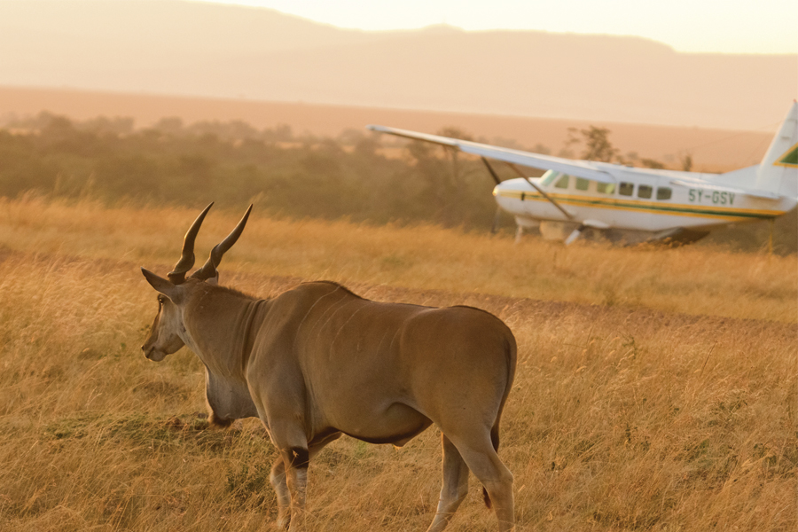 African Safari Tours